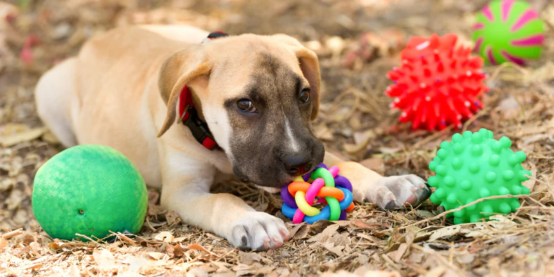 Fighting Loneliness: The Emotional Support of Interactive Toys for Pets