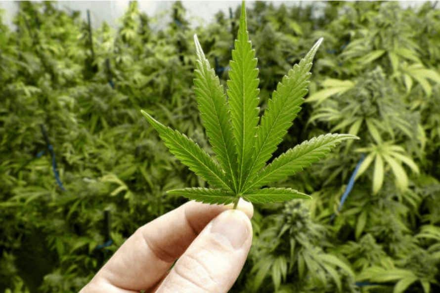 Discover the Best Online Dispensary in Canada for Quality Products and Services